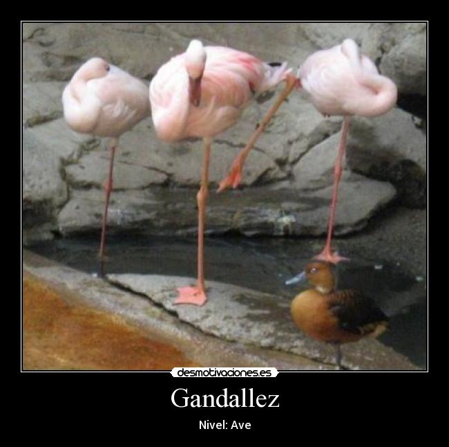 Gandallez -