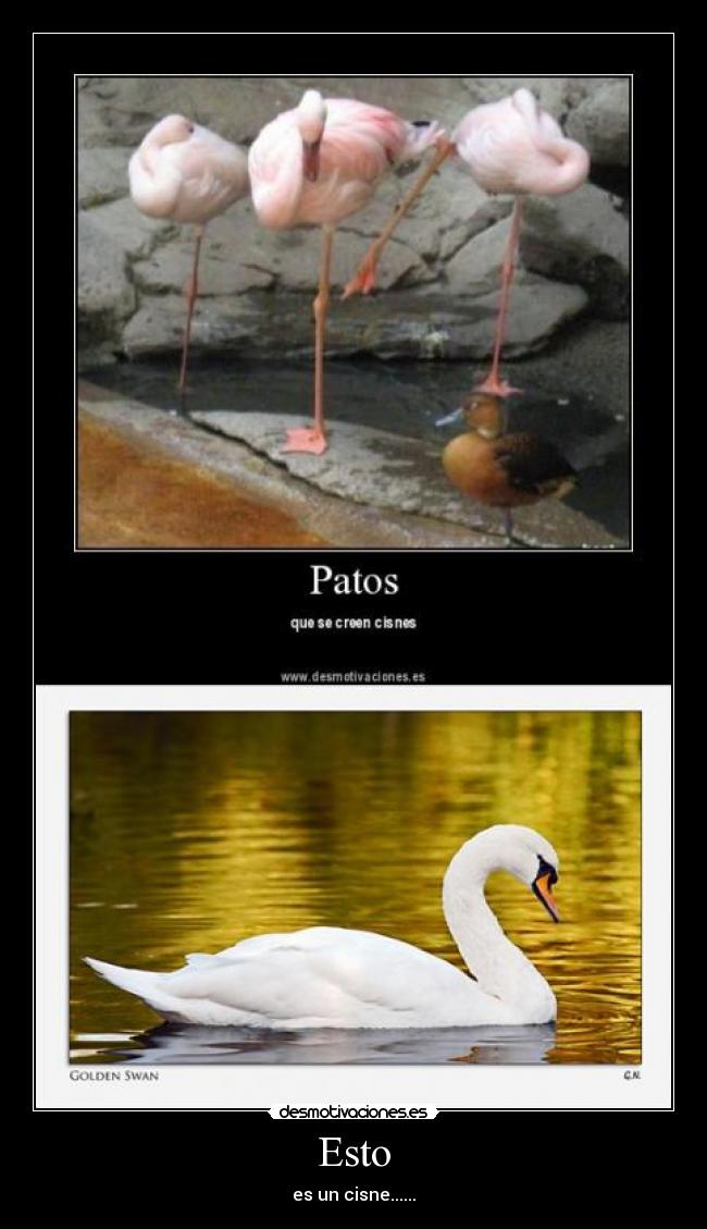 carteles cisne desmotivaciones