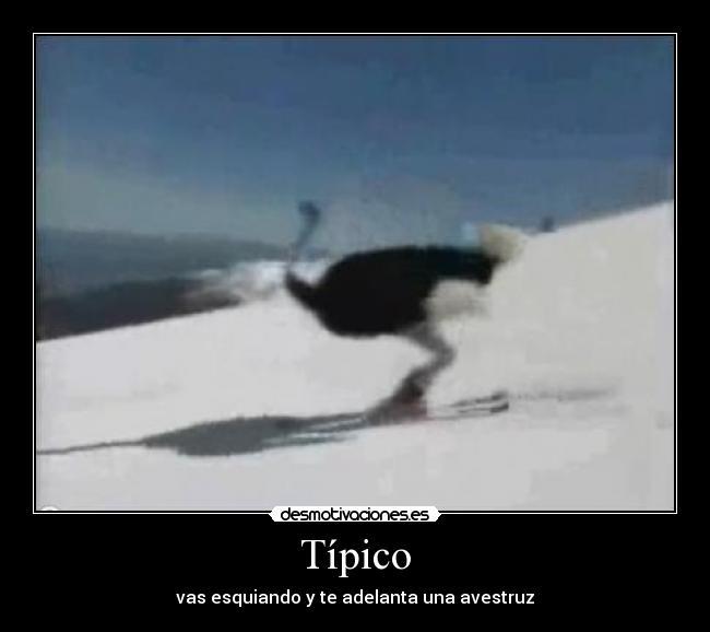 Típico - 