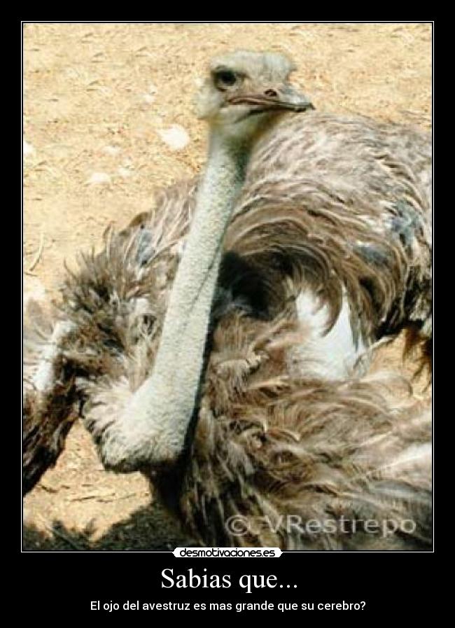 Sabias que... - El ojo del avestruz es mas grande que su cerebro?
