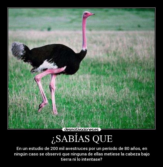 ¿SABÍAS QUE - En un estudio de 200 mil avestruces por un período de 80 años, en
ningún caso se observó que ninguna de ellas metiese la cabeza bajo
tierra ni lo intentase?