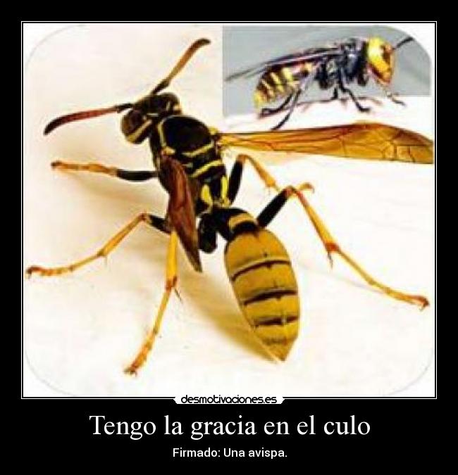 Tengo la gracia en el culo - Firmado: Una avispa.