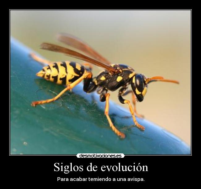 Siglos de evolución - Para acabar temiendo a una avispa.