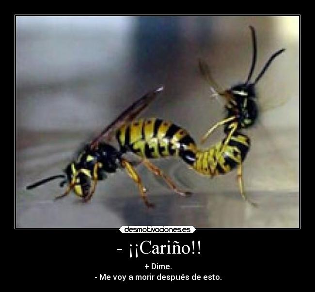 - ¡¡Cariño!! - + Dime.
- Me voy a morir después de esto.