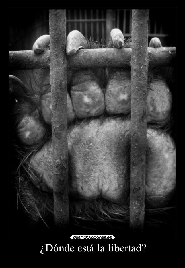 ¿Dónde está la libertad? - 