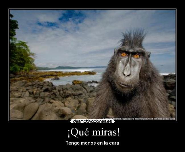¡Qué miras! - Tengo monos en la cara