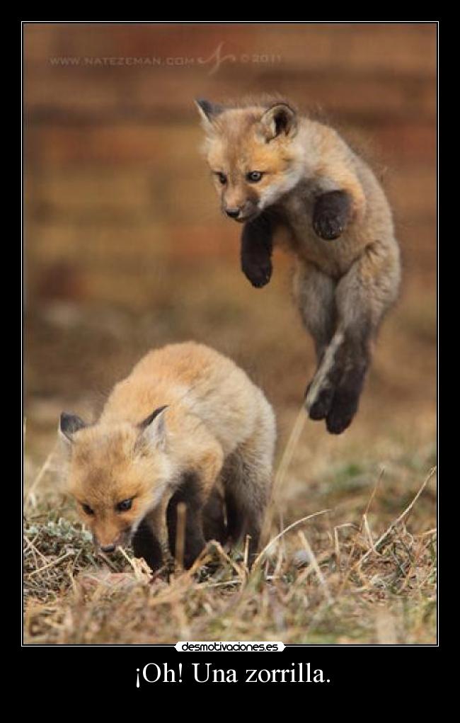 ¡Oh! Una zorrilla. - 