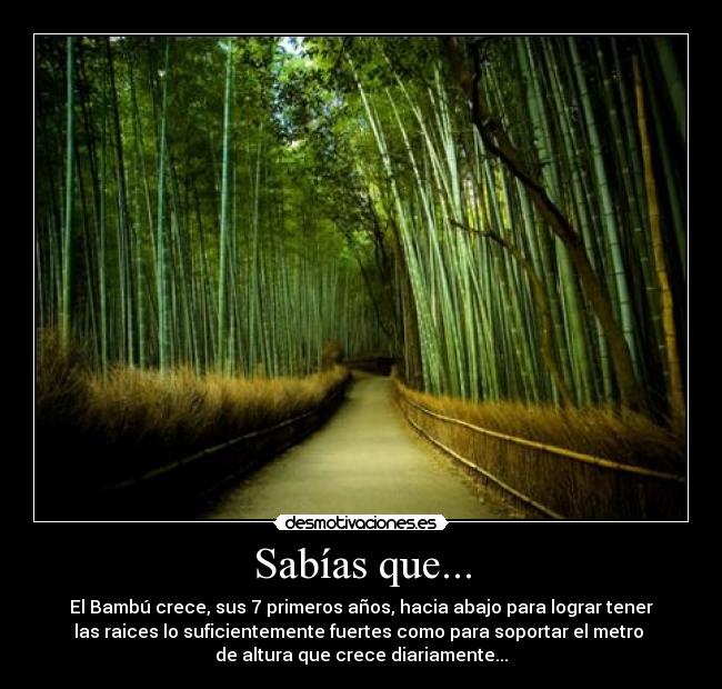 Sabías que... - El Bambú crece, sus 7 primeros años, hacia abajo para lograr tener
las raices lo suficientemente fuertes como para soportar el metro
de altura que crece diariamente...