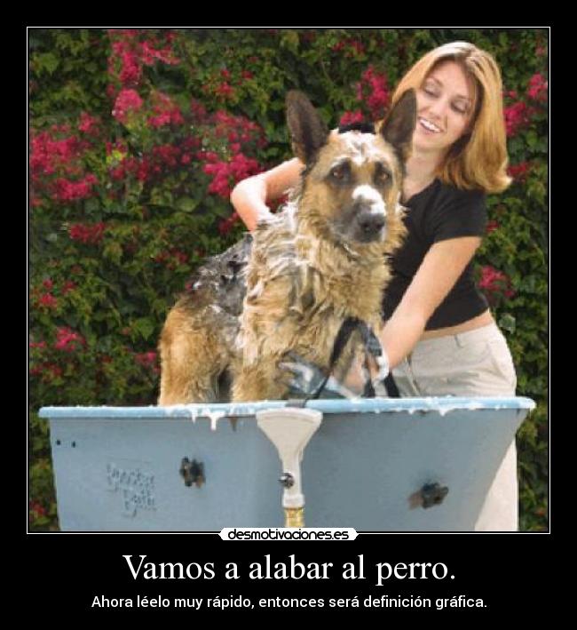 Vamos a alabar al perro. - 