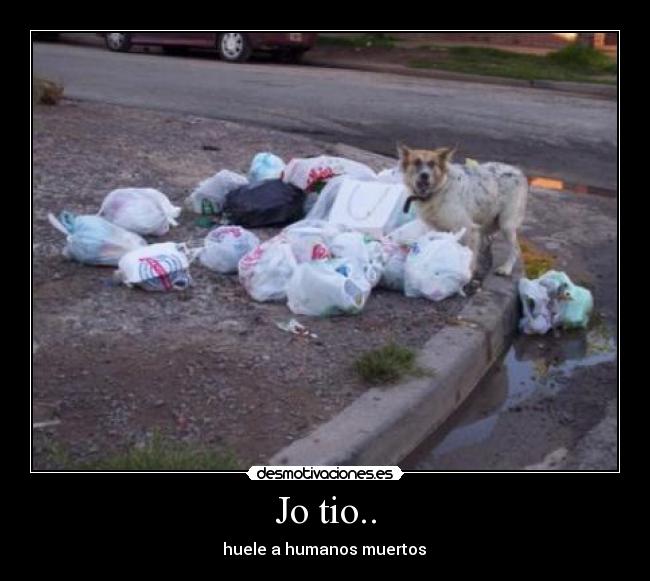 carteles perros desmotivaciones