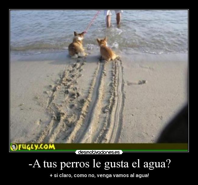 -A tus perros le gusta el agua? -