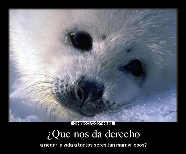 ¿Que nos da derecho - a negar la vida a tantos seres tan maravillosos?