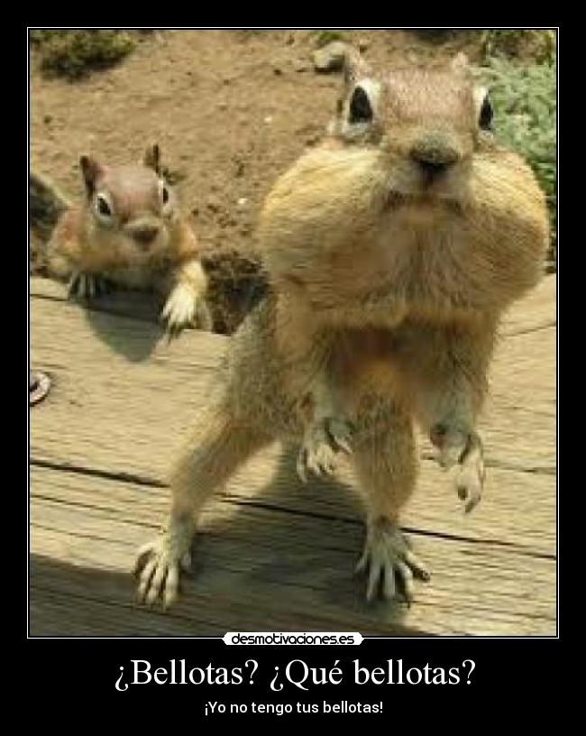 ¿Bellotas? ¿Qué bellotas? - 