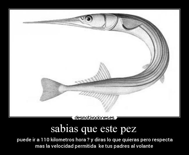 sabias que este pez - puede ir a 110 kilometros hora ? y diras lo que quieras pero respecta
mas la velocidad permitida ke tus padres al volante
