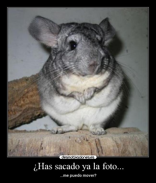 ¿Has sacado ya la foto... - 
