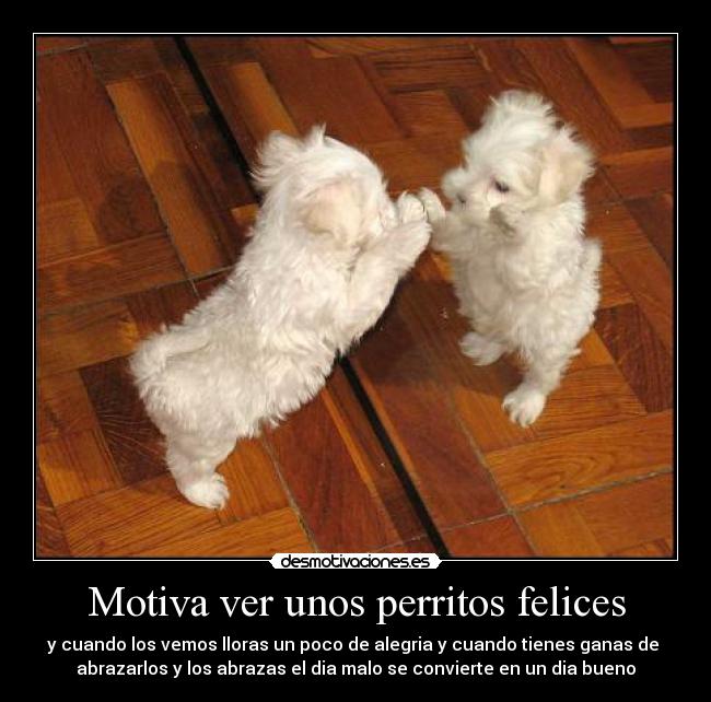 Motiva ver unos perritos felices - y cuando los vemos lloras un poco de alegria y cuando tienes ganas de 
abrazarlos y los abrazas el dia malo se convierte en un dia bueno