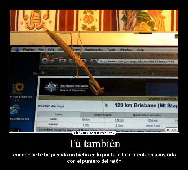 Tú también - cuando se te ha posado un bicho en la pantalla has intentado asustarlo
con el puntero del ratón