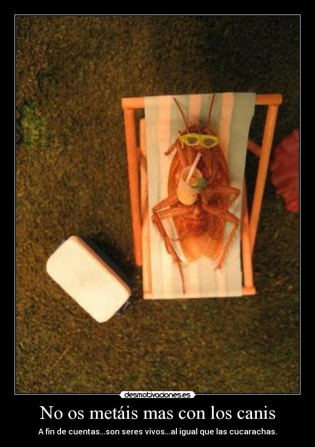 No os metáis mas con los canis - A fin de cuentas...son seres vivos...al igual que las cucarachas.