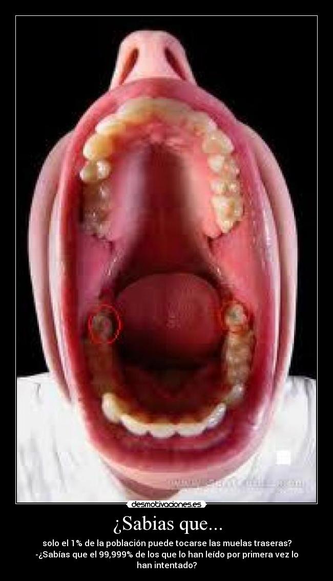 ¿Sabias que... - solo el 1% de la población puede tocarse las muelas traseras?
-¿Sabías que el 99,999% de los que lo han leído por primera vez lo han intentado?