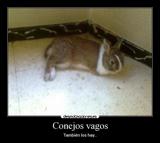 Conejos vagos - También los hay..