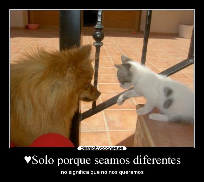 ♥Solo porque seamos diferentes - no significa que no nos queramos♥