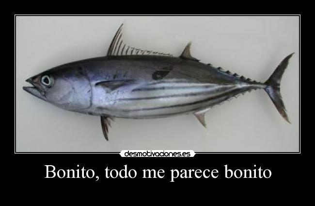 Bonito, todo me parece bonito - 