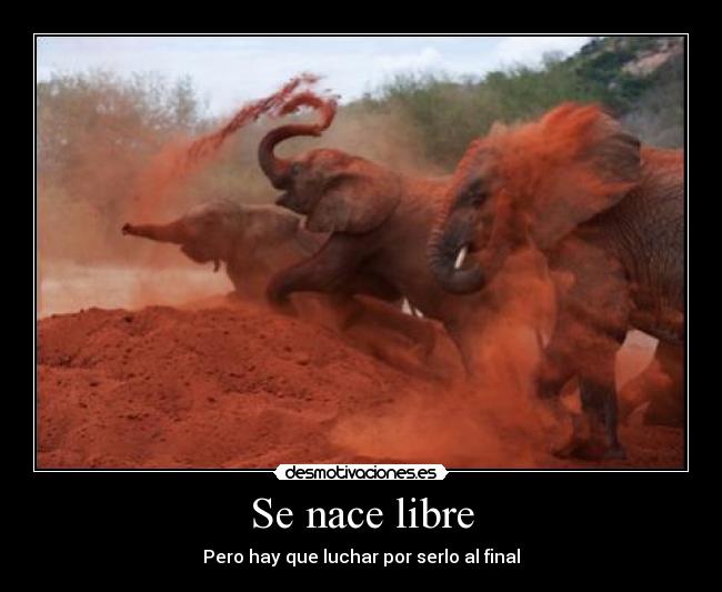 carteles libertad desmotivaciones