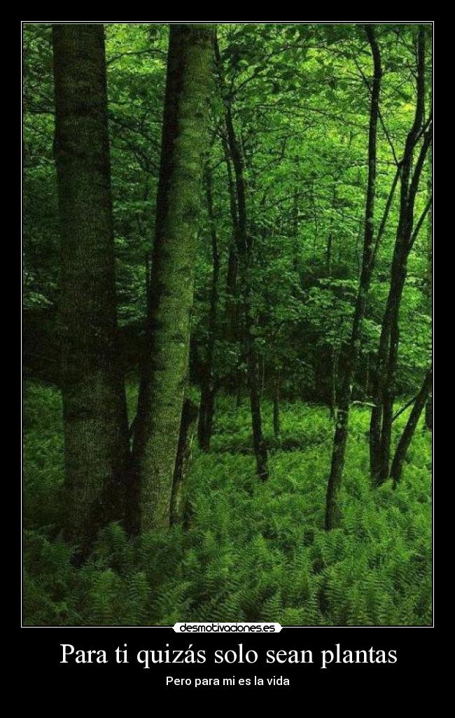 Para ti quizás solo sean plantas - 