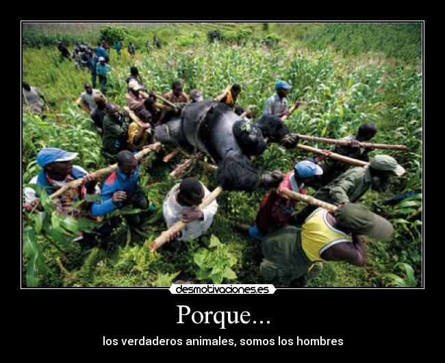 Porque... - 