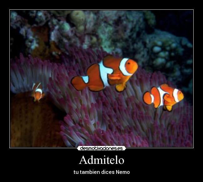 Admitelo -
