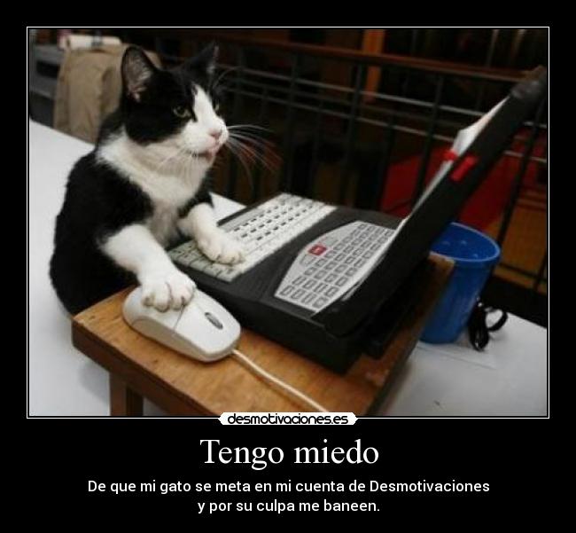 carteles miedo gato desmotivaciones