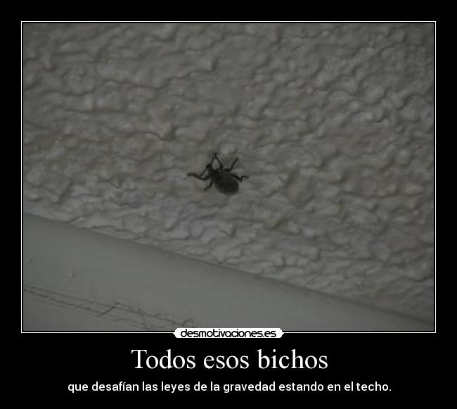 Todos esos bichos - que desafían las leyes de la gravedad estando en el techo.