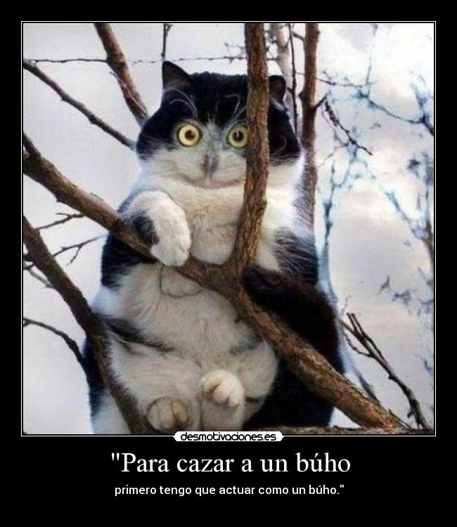 Para cazar a un búho -