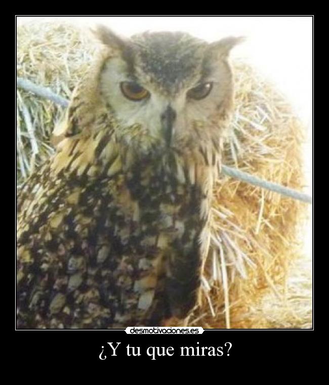 carteles buho mirar desmotivaciones