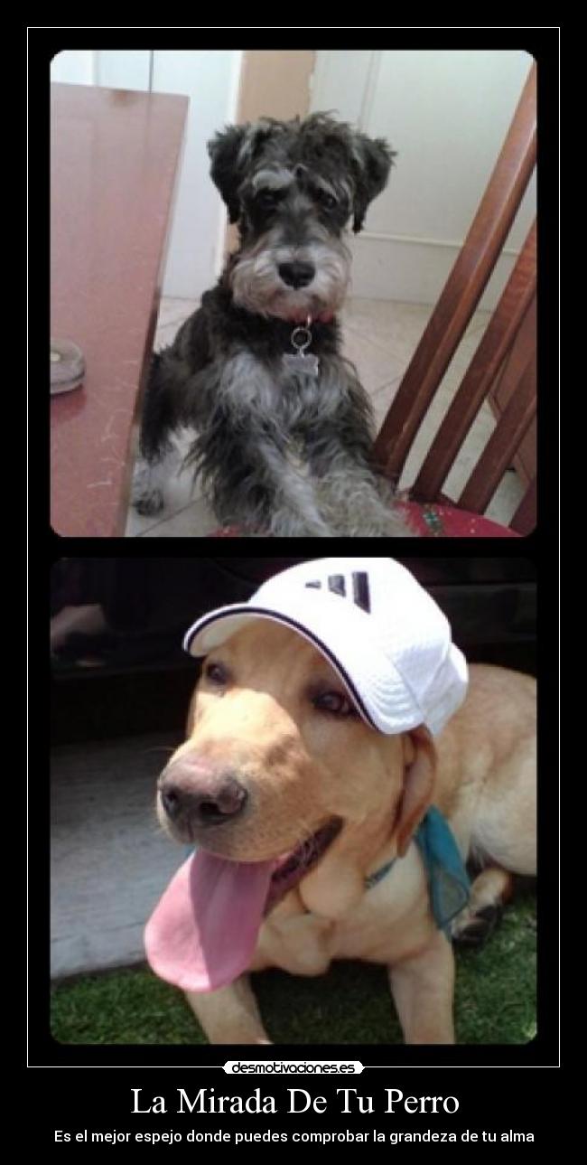 La Mirada De Tu Perro -