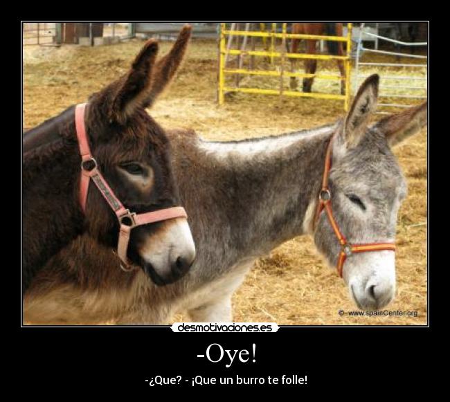 -Oye! - -¿Que? - ¡Que un burro te folle!