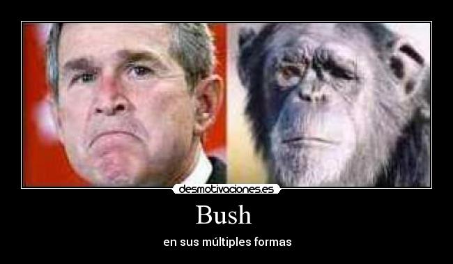Bush -