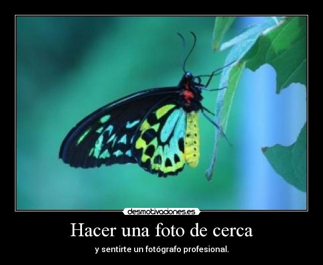 carteles butterfly desmotivaciones