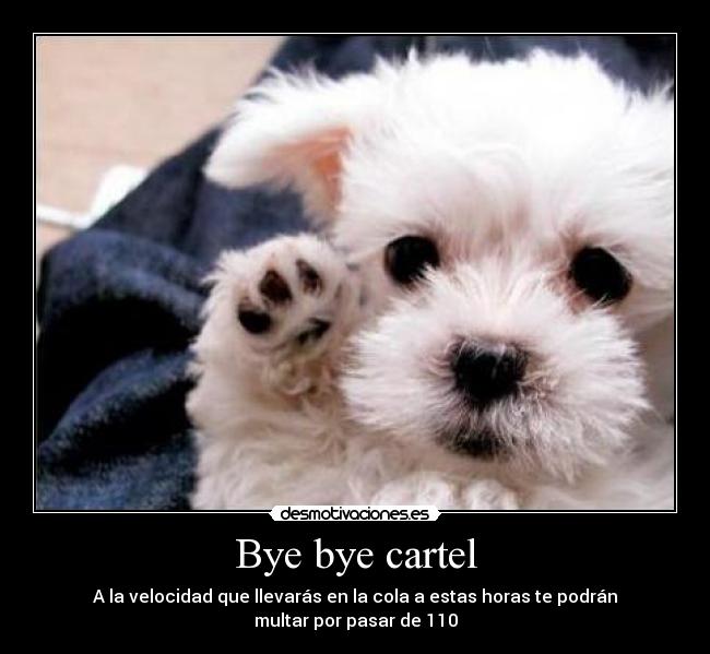 carteles bye cartel perro 110 desmotivaciones