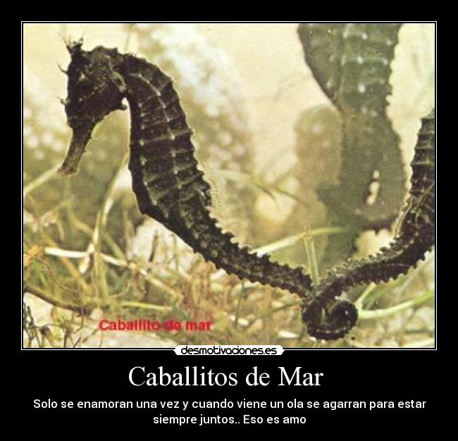 Caballitos de Mar -