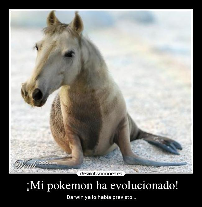 ¡Mi pokemon ha evolucionado! -
