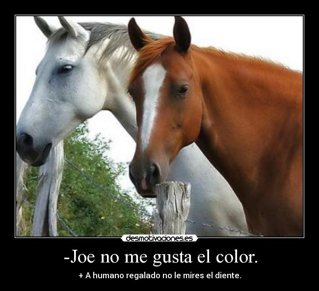 -Joe no me gusta el color. - + A humano regalado no le mires el diente.