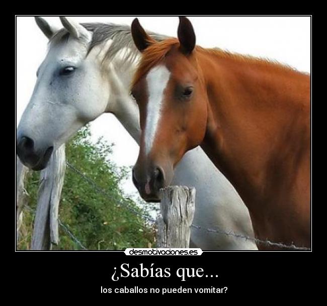 ¿Sabías que... - los caballos no pueden vomitar?