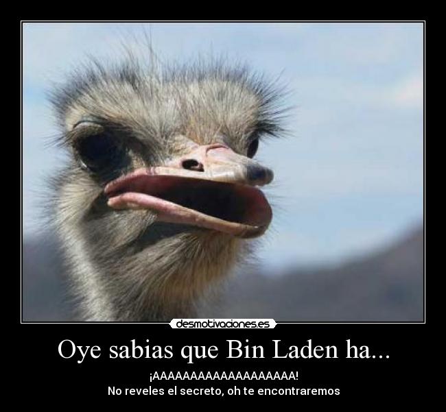 Oye sabias que Bin Laden ha... - 