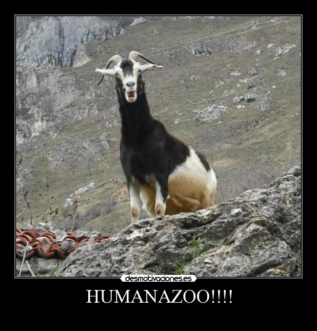 HUMANAZOO!!!! -