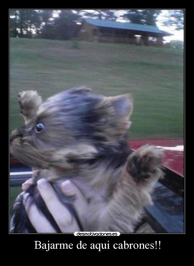 Bajarme de aqui cabrones!! -