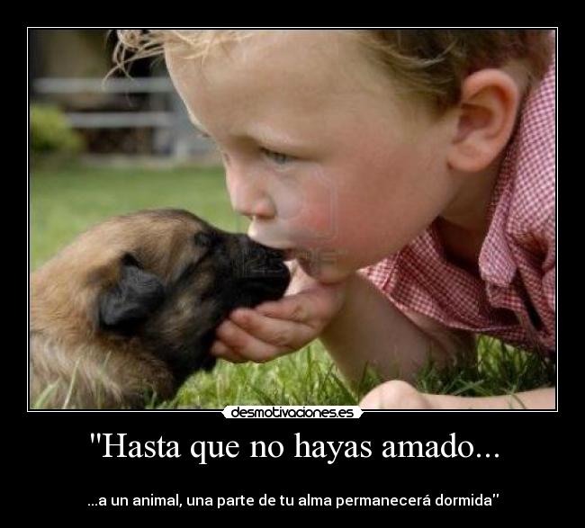 Hasta que no hayas amado... - 