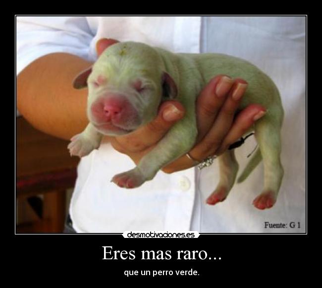 Eres mas raro... - que un perro verde.
