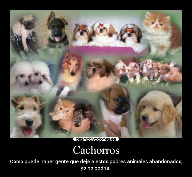 Cachorros -