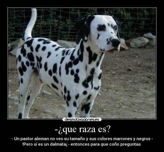 -¿que raza es? - - Un pastor aleman no ves su tamaño y sus colores marrones y negros -
!Pero si es un dalmata¡ - entonces para que coño preguntas